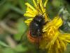 Osmia cornuta
